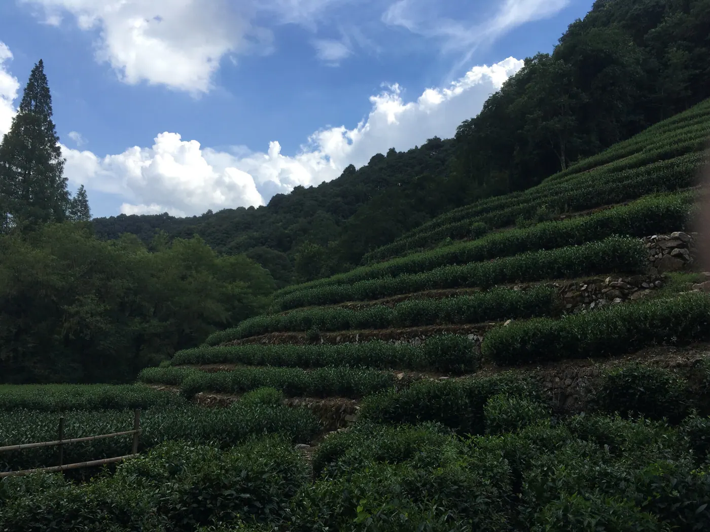 Longjing Tea Terraces & a Master's Tasting
